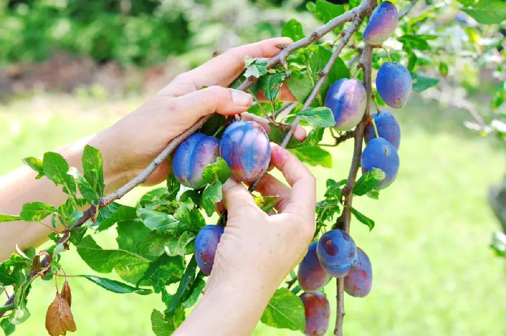 3-in-1 Plum Tree