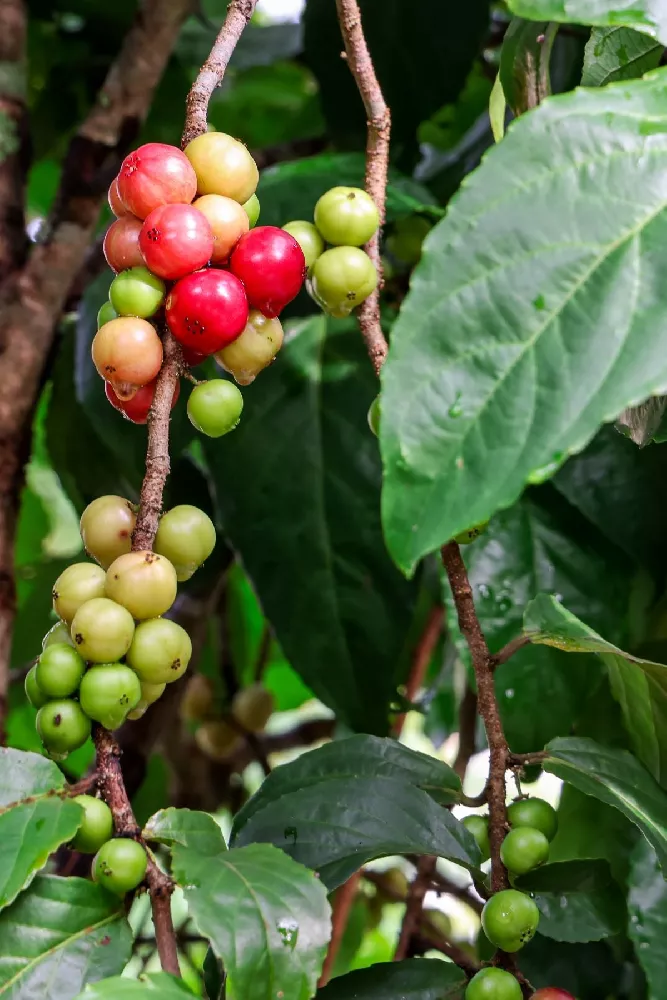 5-in-1 Cherry Tree