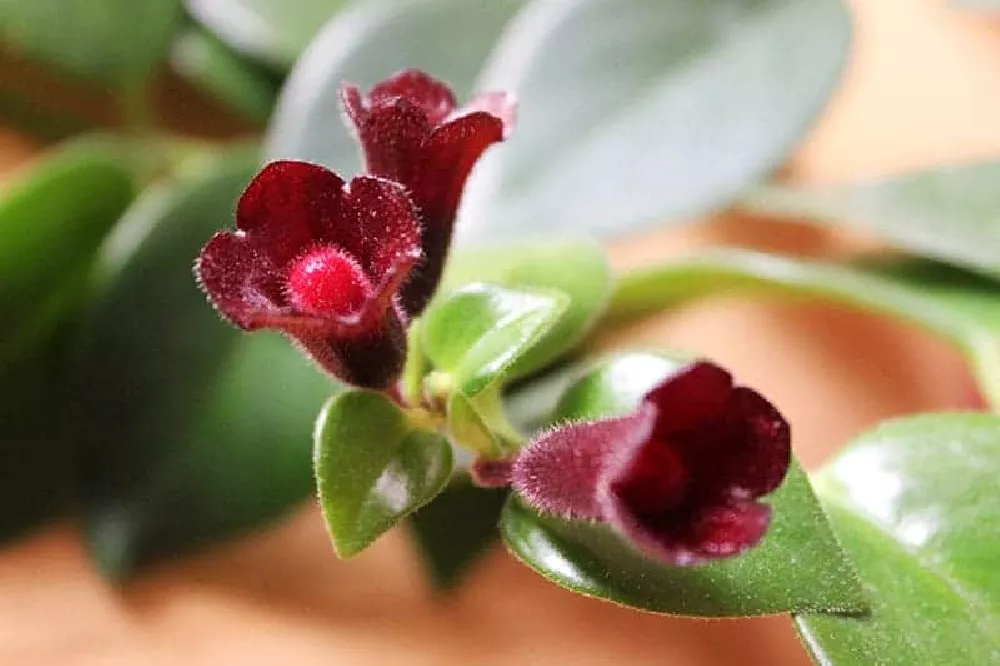 Lipstick Plant