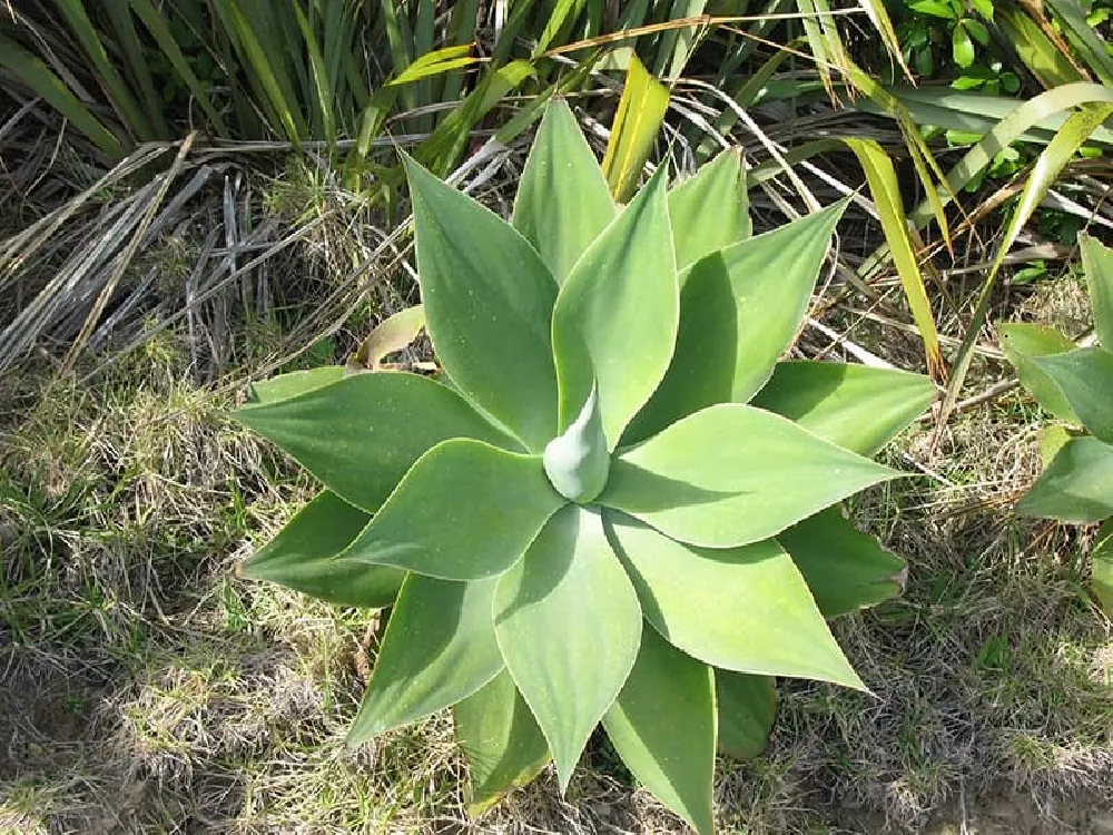 Agave Attenuata plant