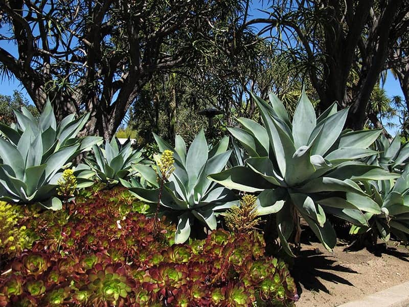 Agave attenuata 'Nova'