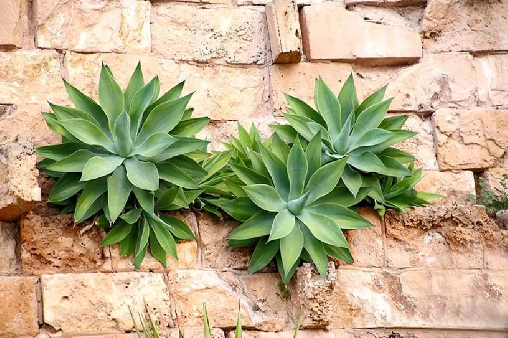 Two Agave Attenuata