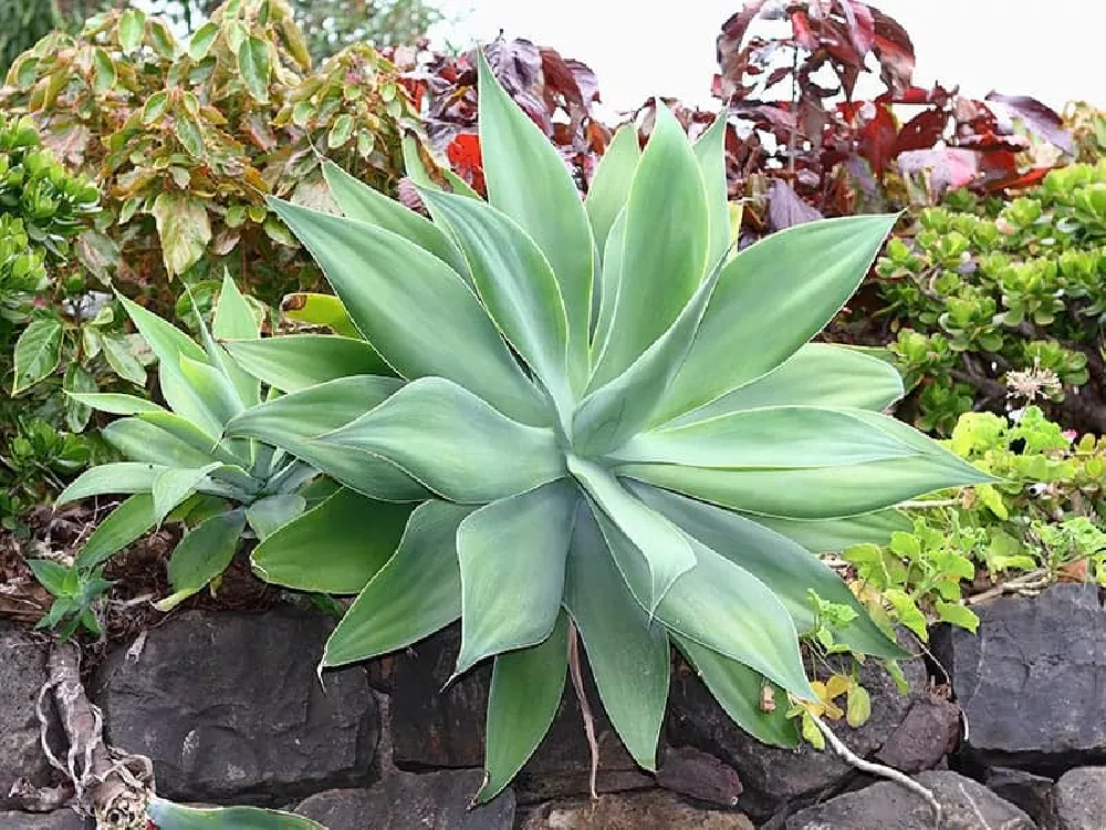 Agave Attenuata close-up