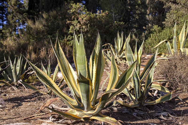 Agave attenuata 'Variegata'