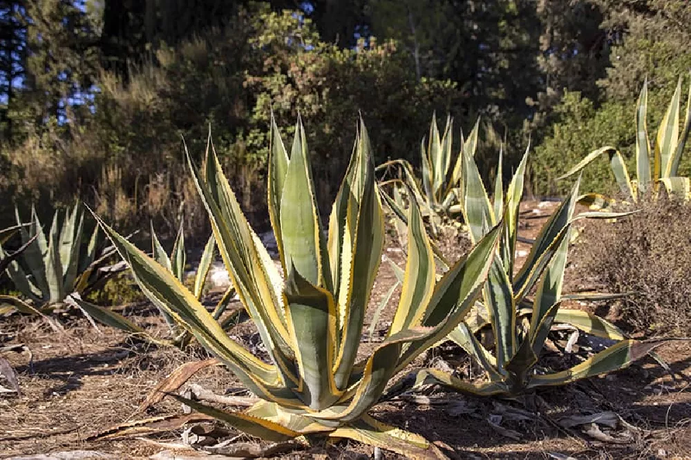 Agave Attenuata leaves