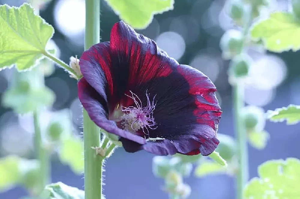 Hollyhocks with black flowers