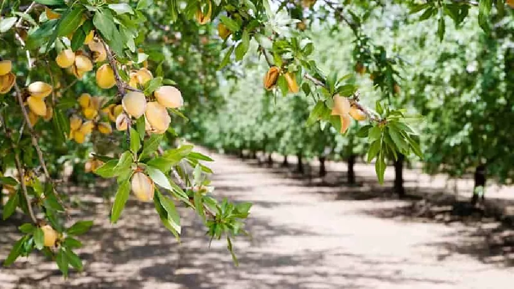 All-In-One Almond Tree grove