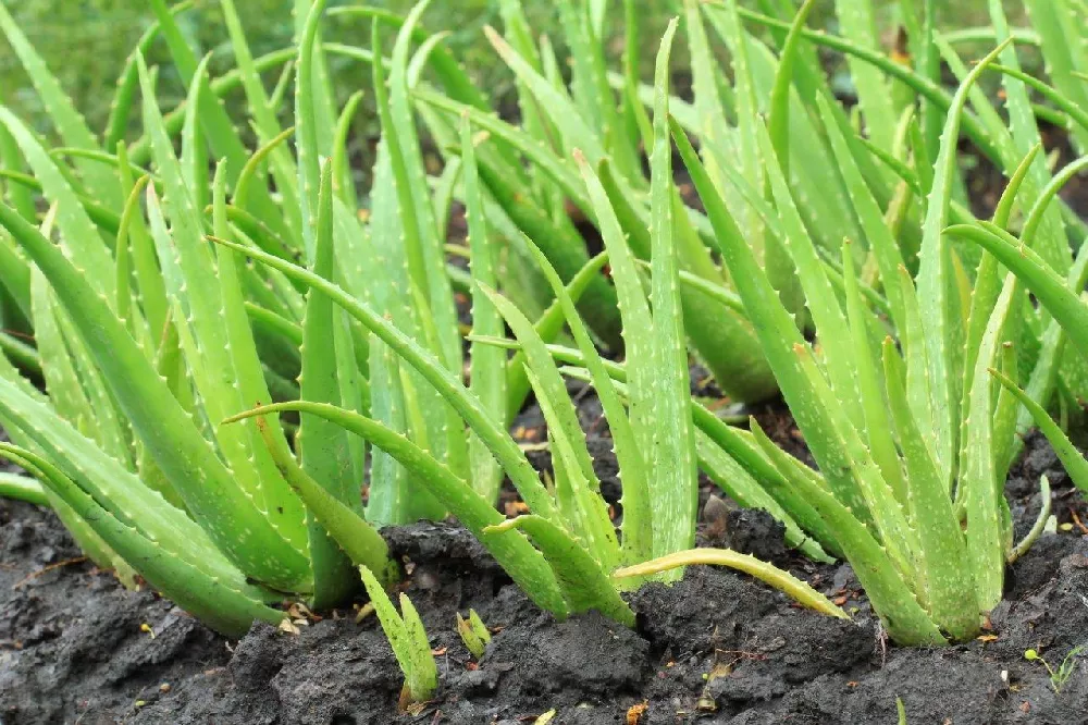 Planted Aloe Vera