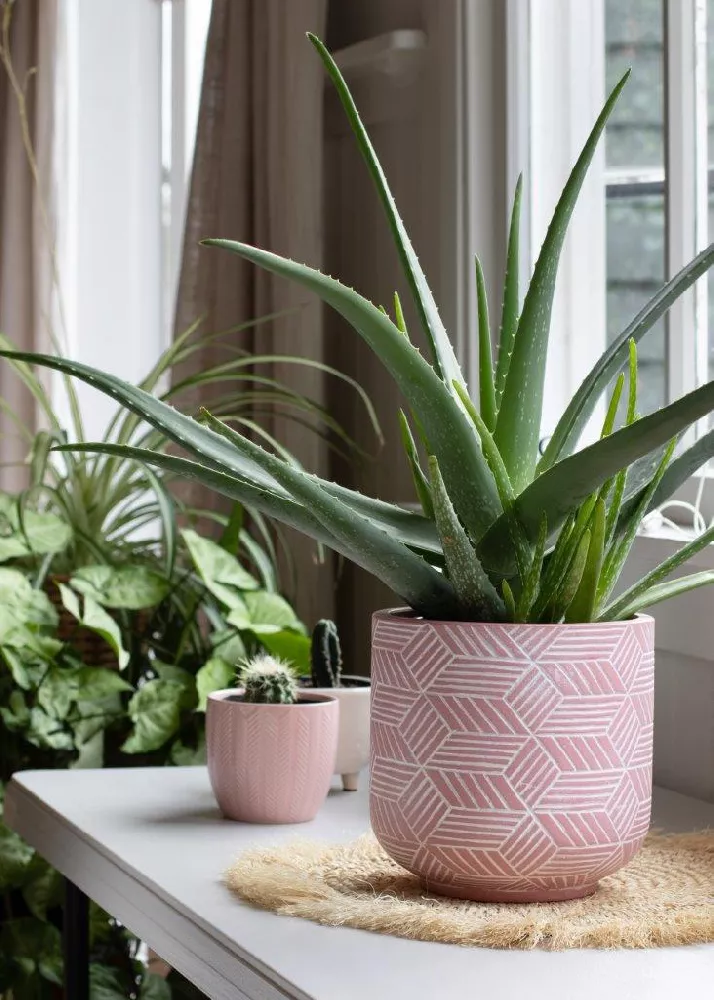 Potted Aloe Vera