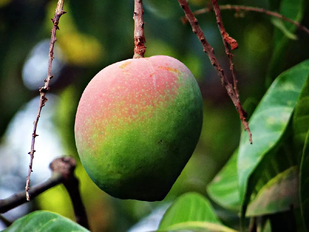 Alphonso Mango