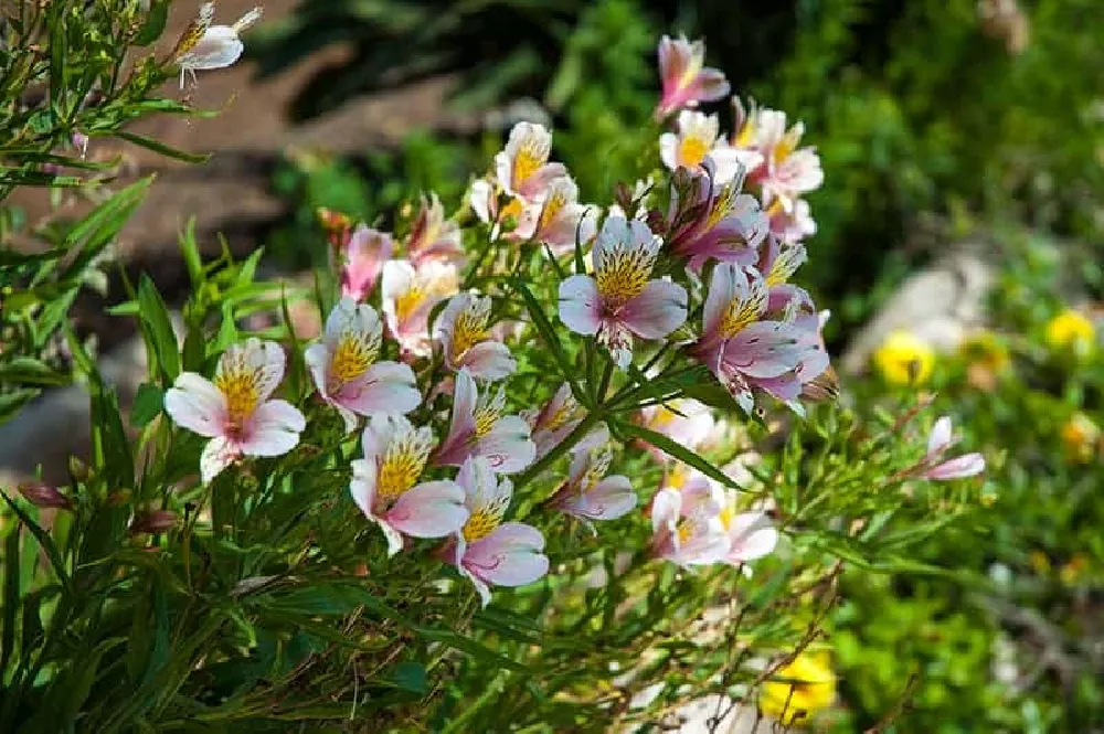 Peruvian Lily