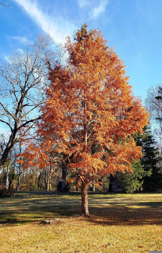 Amber Glow Redwood Tree