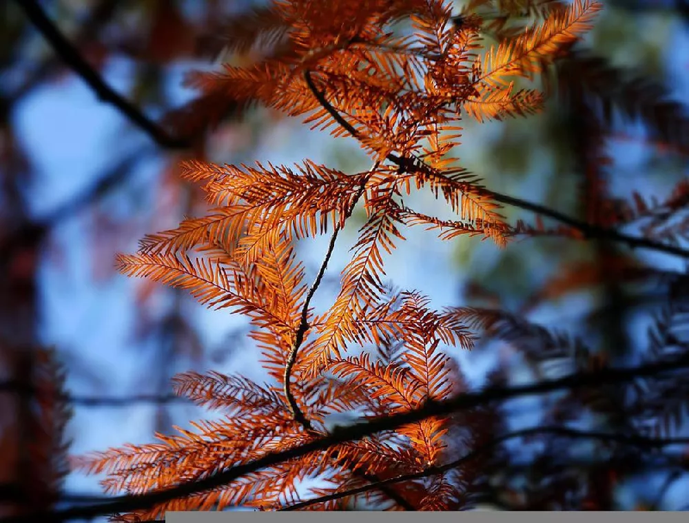 Amber Glow Redwood leaves close-up