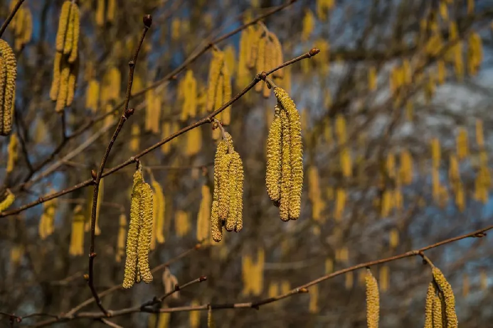 American Hazelnut Tree 2