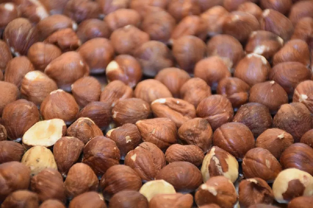 American Hazelnut