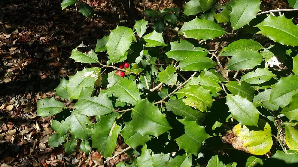 American Holly 2