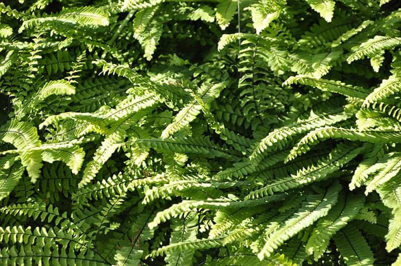 American Maidenhair Fern