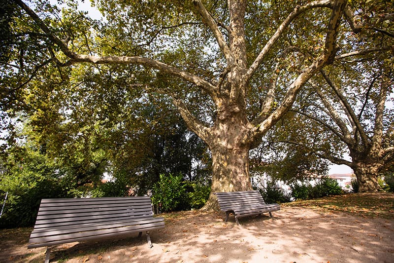 American Sycamore