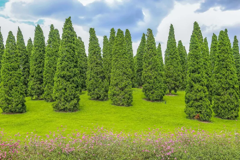 American Arborvitae Tree