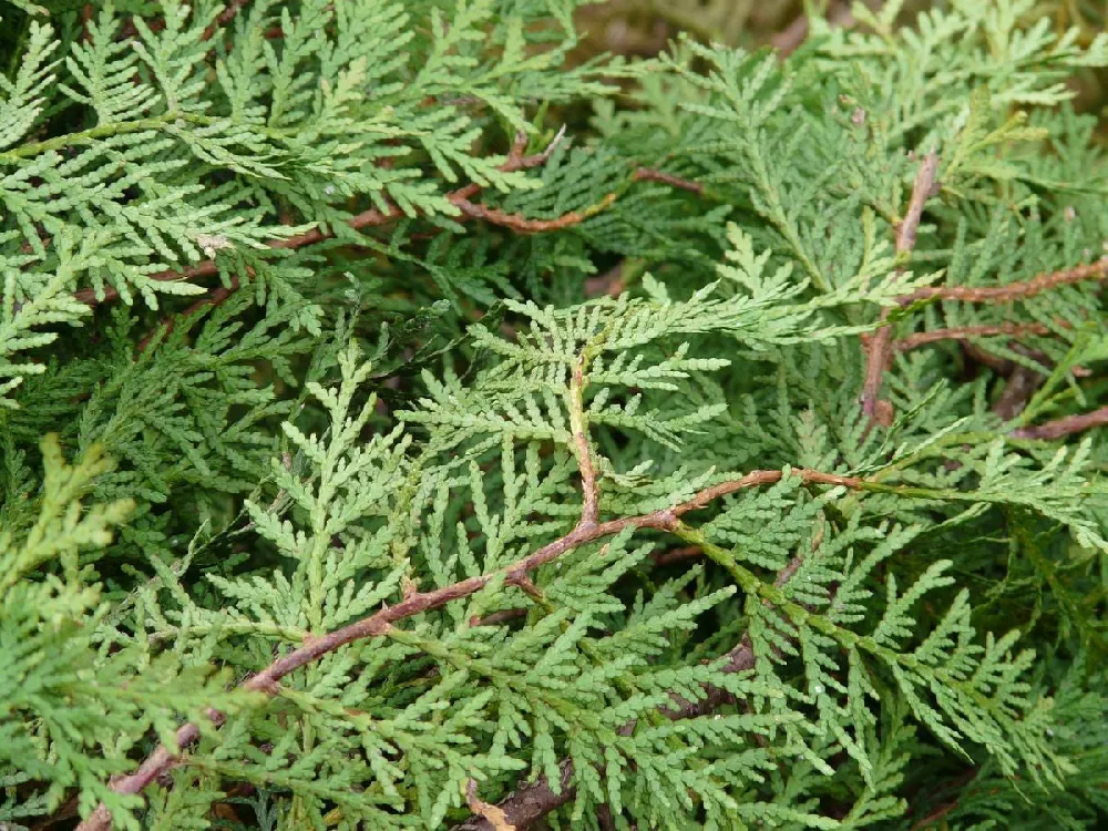 American Arborvitae Tree