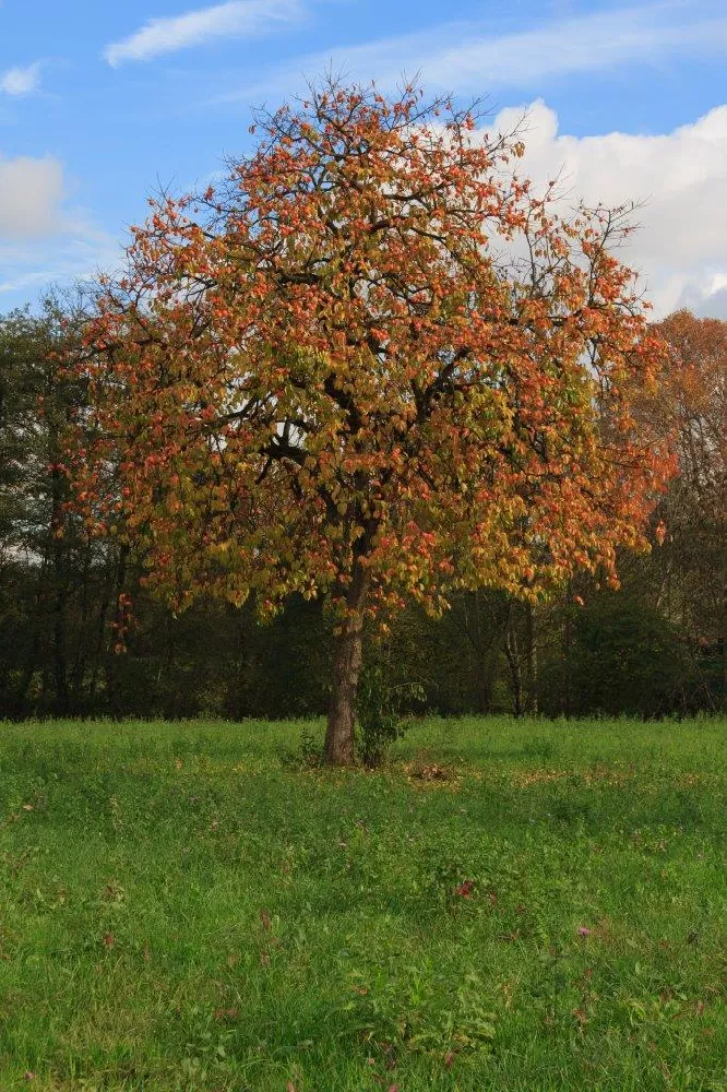 American Persimmon Tree