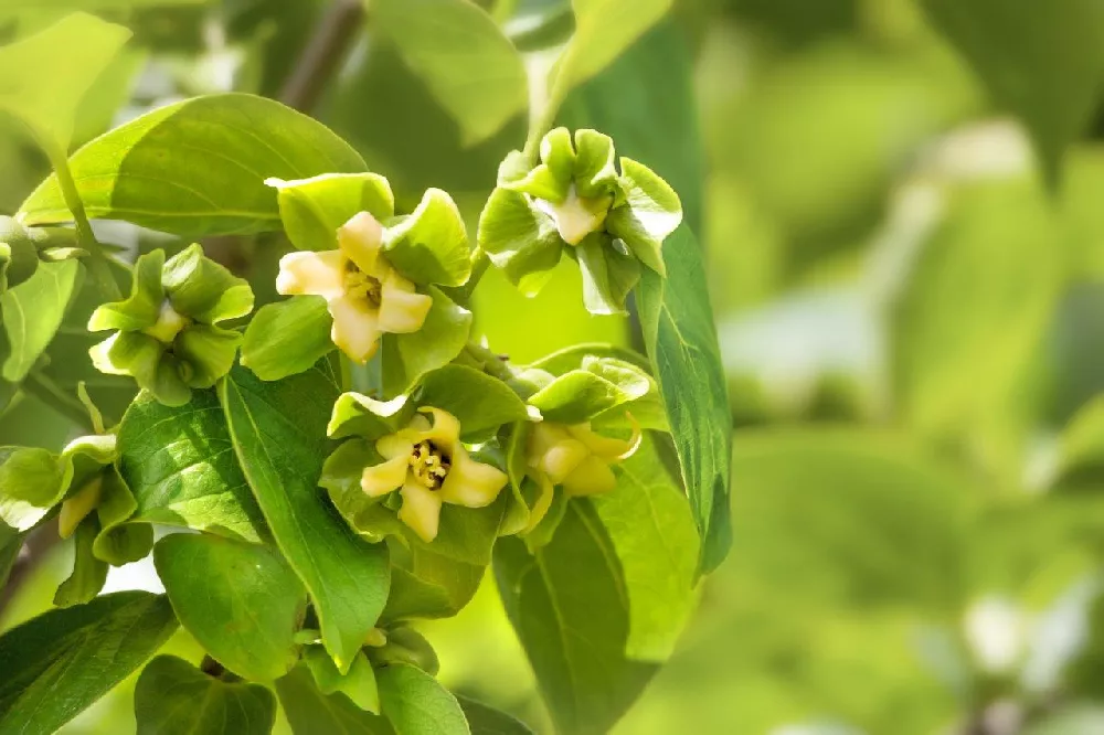 American Persimmon Tree flowers