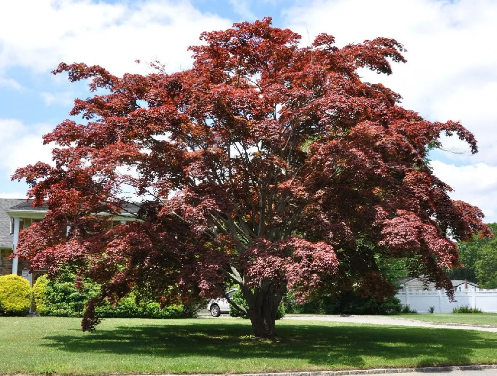 American Red Maple