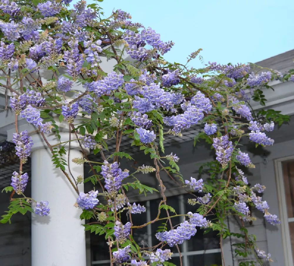 Amethyst Falls Wisteria Vine