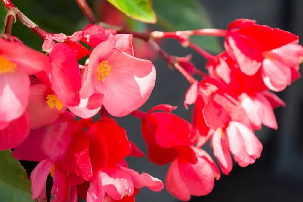 Angel Wing Begonia pink flowers