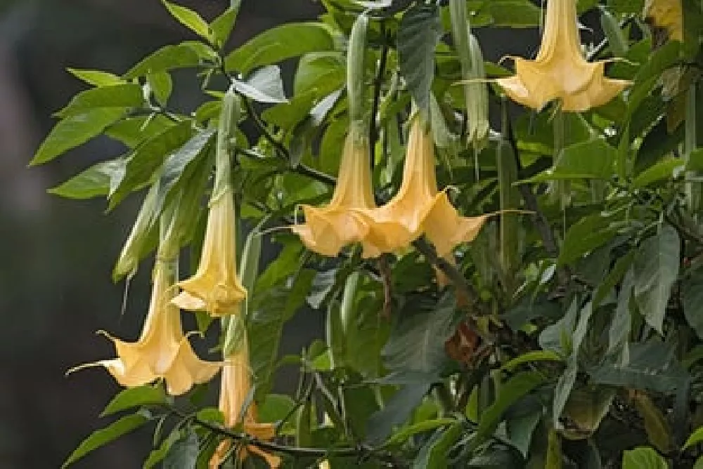 Angels Trumpet Brugmansia