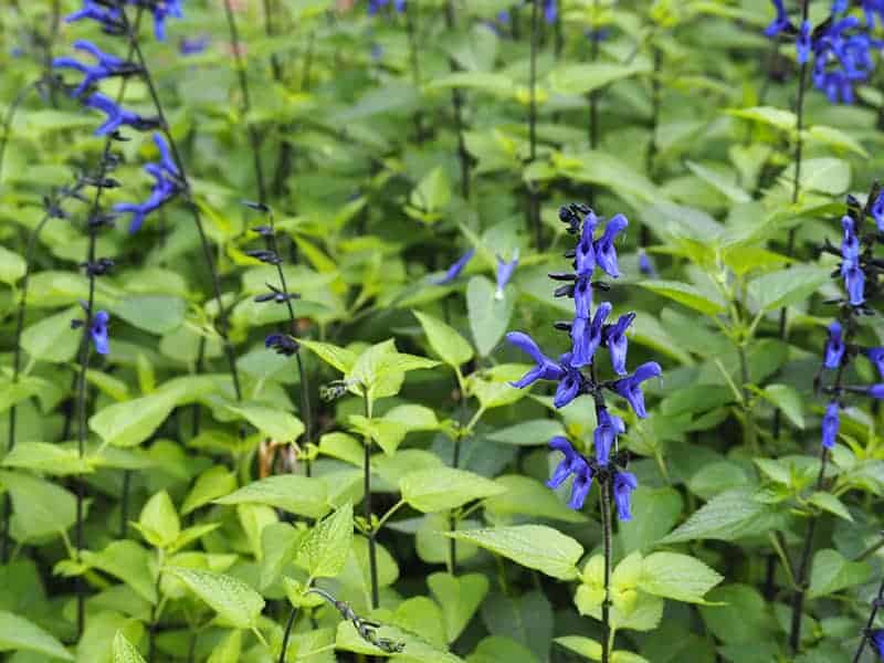 Anise-Scented Sage