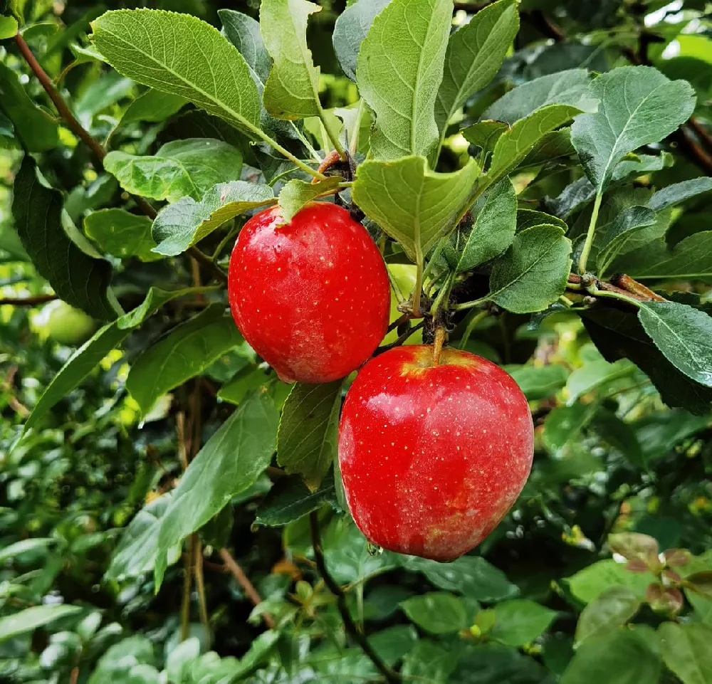 Anna Apple Tree 