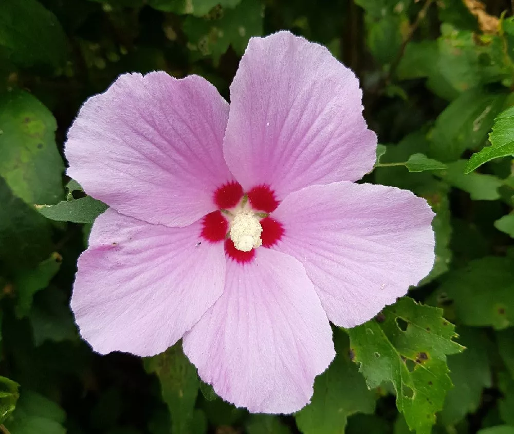 Aphrodite Rose of Sharon Althea Shrub