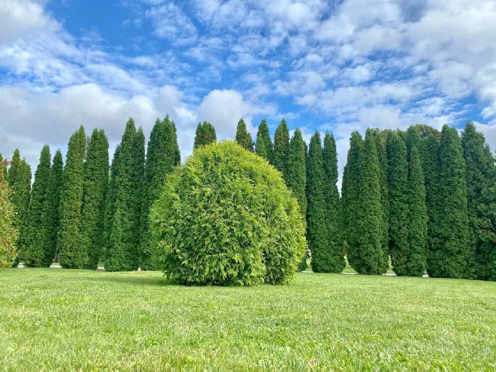 American Arborvitae Tree