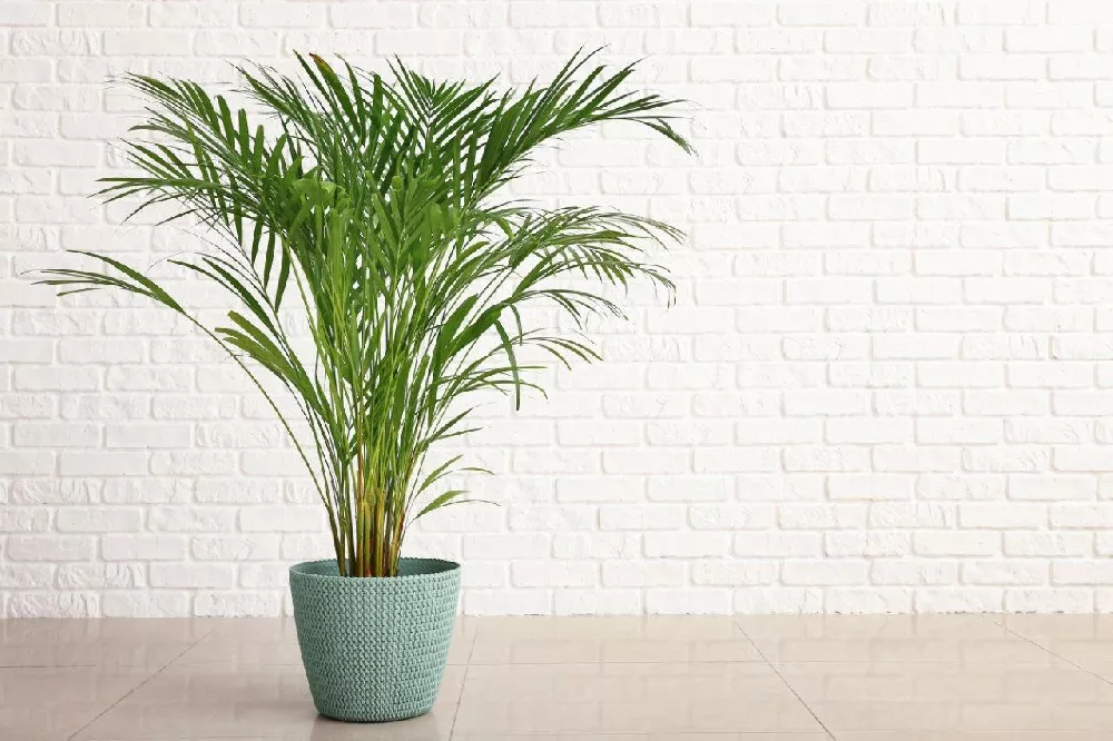 Areca Palm Tree