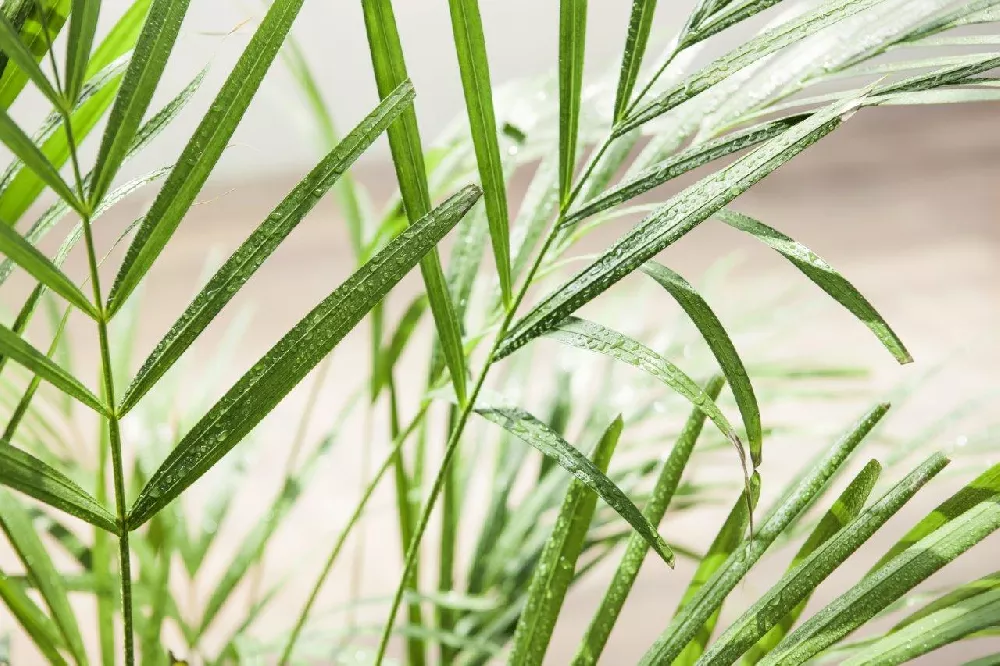 Areca Palm Tree leaves