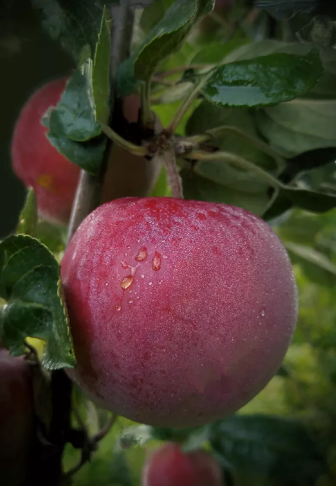 Arkansas Black Apple