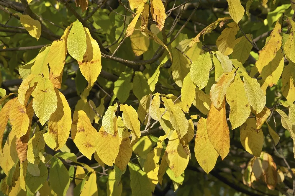 Paw Paw Tree