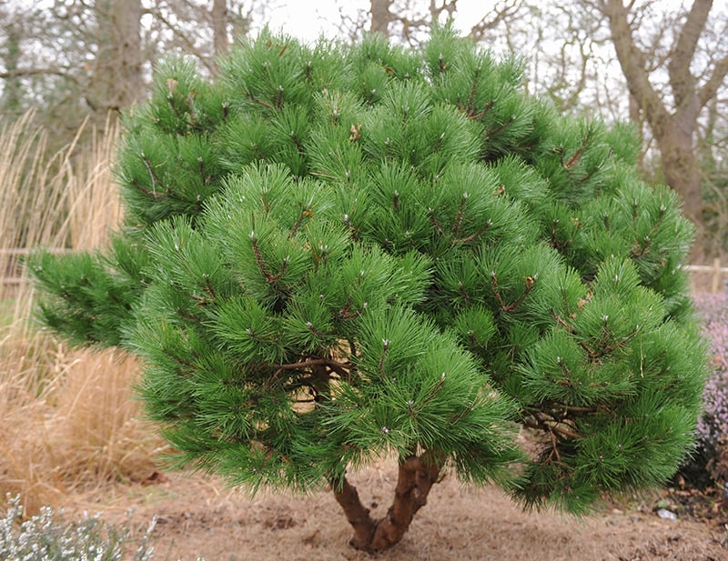 Austrian Pine