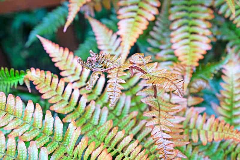 Autumn Fern 