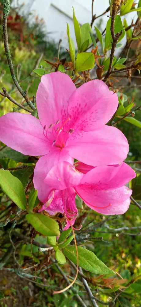 Autumn Amethyst™ Encore® Azalea