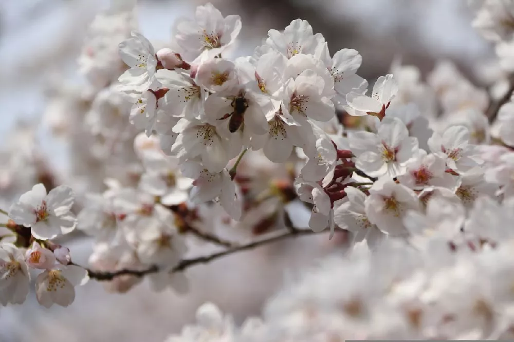 Autumn Cherry Tree