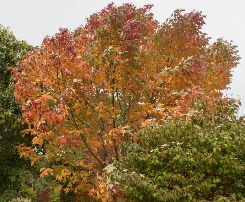 Autumn Purple Ash