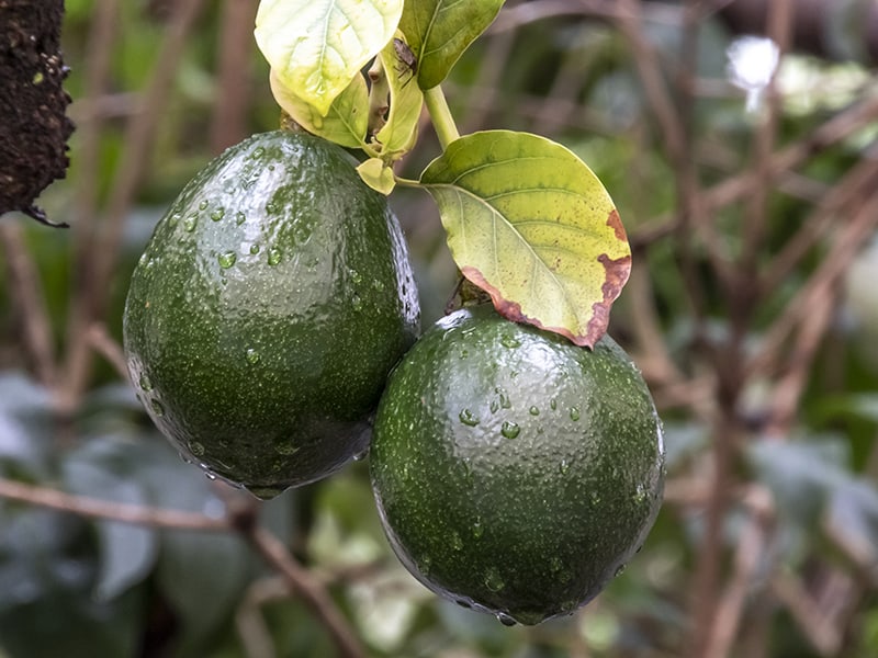 Avocado Watering