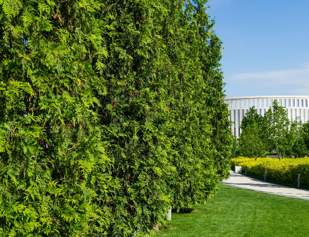 Baby Giant Arborvitae Tree