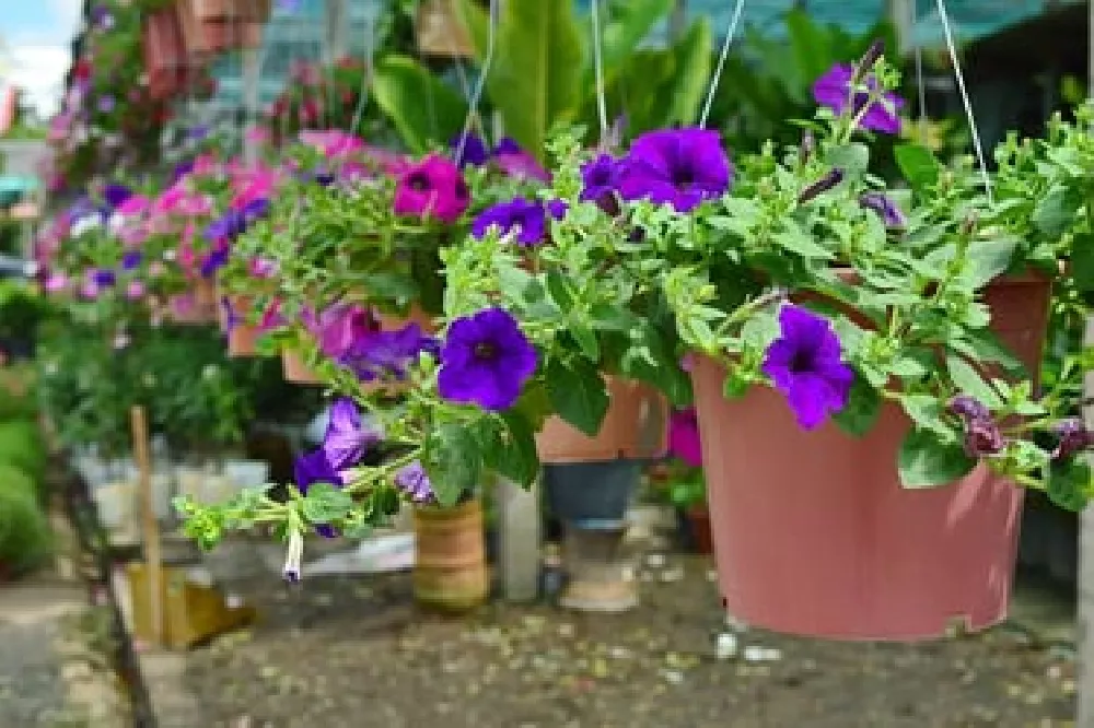 Hanging Balloon Flower