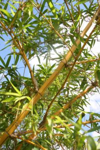 Bamboo Trees