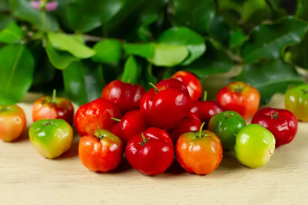 Barbados Cherries