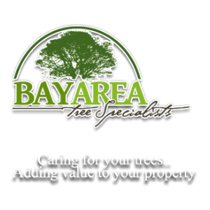 Bay Area Tree Specialists