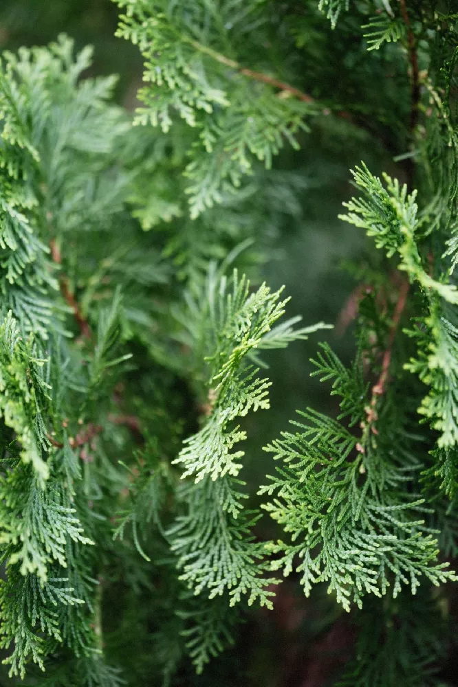 Berckmans Gold Arborvitae